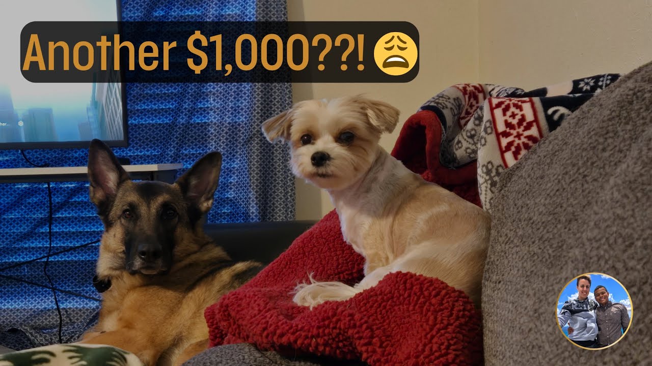 Vet Fees, Blood Tests, and Bills?! The Hidden Pet Relocation Costs