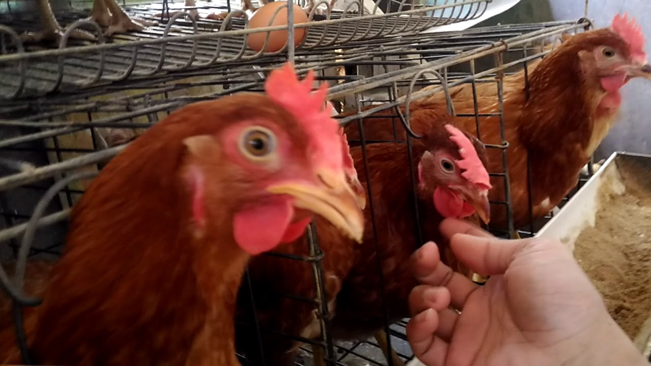 Ayam Petelur Umur 17 Mingguan Mulai Bertelur || Merk Polosan