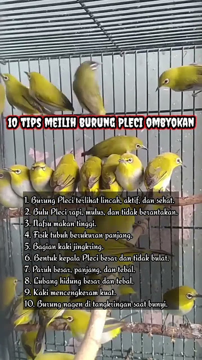 tips memilih pleci ombyokan #kicaualam #burung #pleci #masteranburung #plecibahan #perawatanburung