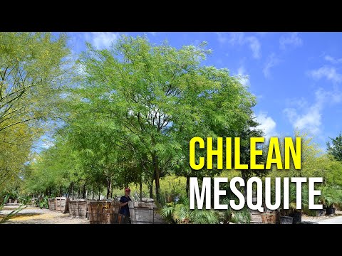 Video: Apakah pohon mesquite akan tumbuh di texas?