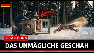 Deutschland ließ 18 Luchse in einen toten Wald frei — Was sie 40 Jahre später taten, war unfassba