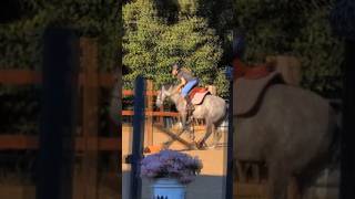 Interesting Strides...