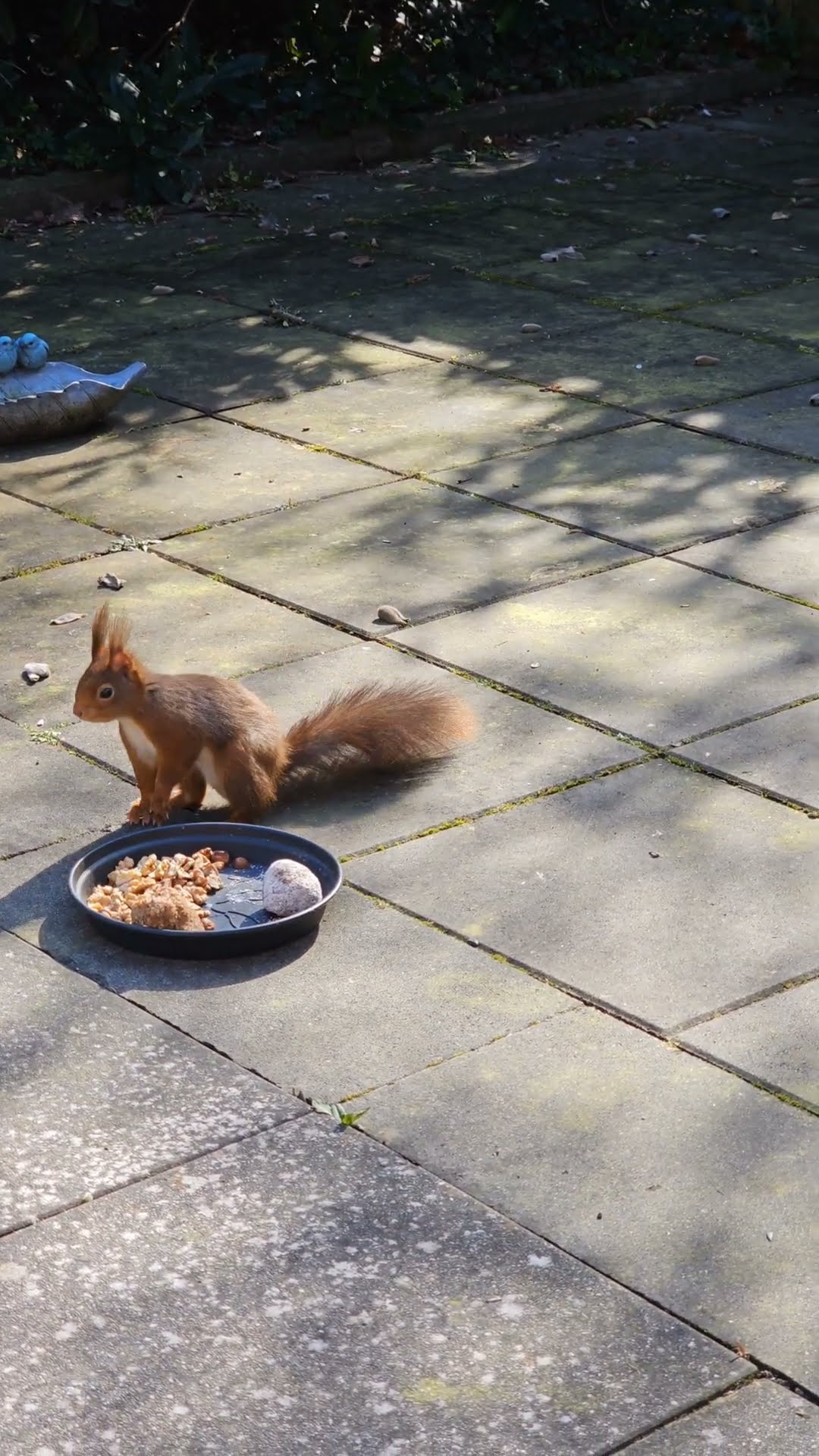 den Eichhörnchen mal ein paar Nusskugeln gemacht #eichhörnchen # ...