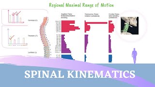 SPINE KINESIOLOGY ANIMATION | Factors Influencing Spinal Mobility