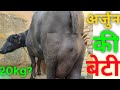 अर्जुन कुंगड़ की शानदार 2 दांत झोटी🎉 Milk Capacity 20kg??💎💎 Special Video 🎉🎉 ARJUN BRAND 🏆🏆