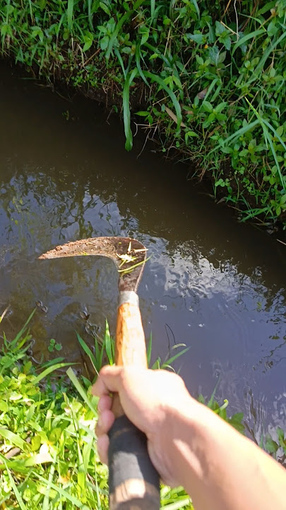 HATI HATI PREDATOR INI SANGAT GANAS #fishing #mancing #funny #comedy #fish