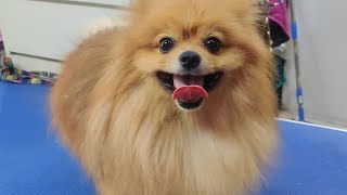 Pomeranian dog teddy bear dog haircut