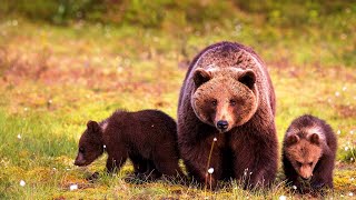 видео: 🌲🐻НАПАДЕНИЕ МЕДВЕДИЦЫ! Просто ужас во плоти! картинка: 🌲🐻НАПАДЕНИЕ МЕДВЕДИЦЫ! Просто ужас во плоти!