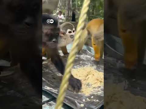 वीडियो: कैपुचिन बंदर: घर में रखने की विशेषताएं
