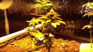 Aquaponic of cannabis (medical marihuana ) #8
