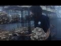 Shiitake Mushroom Harvest and Cultivation Tips | Southwest Mushrooms