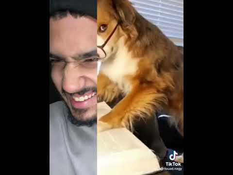 متلازمة زنقة الكلاب