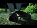 Hedgehog mating rituals  life of mammals  bbc earth