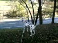 video Dalmatian howling