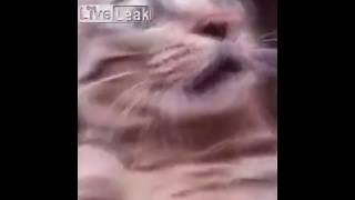 Vandvl - Idi Na Hui So Svoim Breakcorom