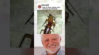 Harold reacts memes