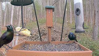 Morning feed: Mar 18, 2024 10:45AM - 11:15AM by Birdchill™ birdwatching cams 129 views 1 month ago 30 minutes