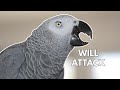 Does This Bird Actually ENJOY BITING PEOPLE!?!? 😈