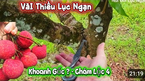 VẢI THIỀU LỤC NGẠN SANG NĂM 2026 CÓ MẤT MÙA I NÚI ĐỒI LỤC NGẠN