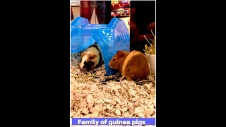 #Shorts-Family of guinea pigs