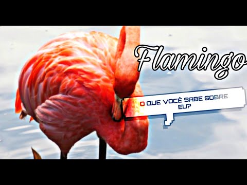 Vídeo: Flamingo (pássaro): uma breve descrição, características e curiosidades
