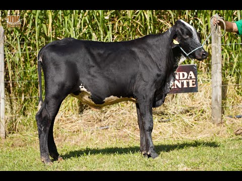 LOTE 23   4º LEILÃO ELITE GENÉTICA 10K   FAZENDA ORIENTE   3630CG