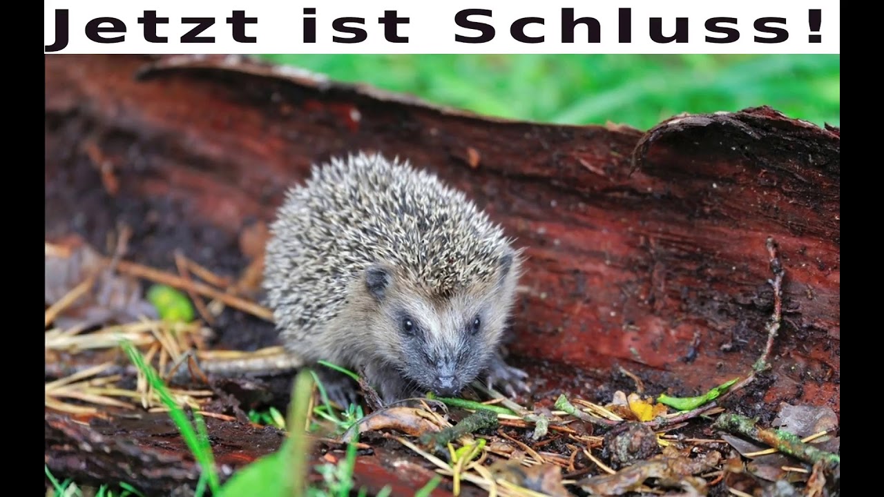 Ada-Programmierstream (Civilization-Klon programmieren)