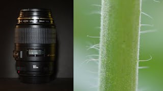Canon 100mm F/2.8 Macro Lens | Sample Footage in 2022