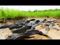 amazing fishing! A fisherman Catch Catfish a lot at rice field, Catch fish by hand