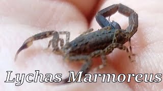 Communal Marbled Scorpion Housing Lychas Marmoreus