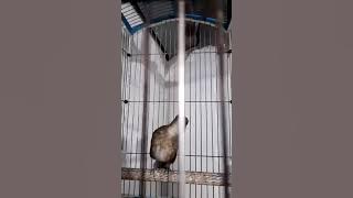 Burung jangkongan gacor neler