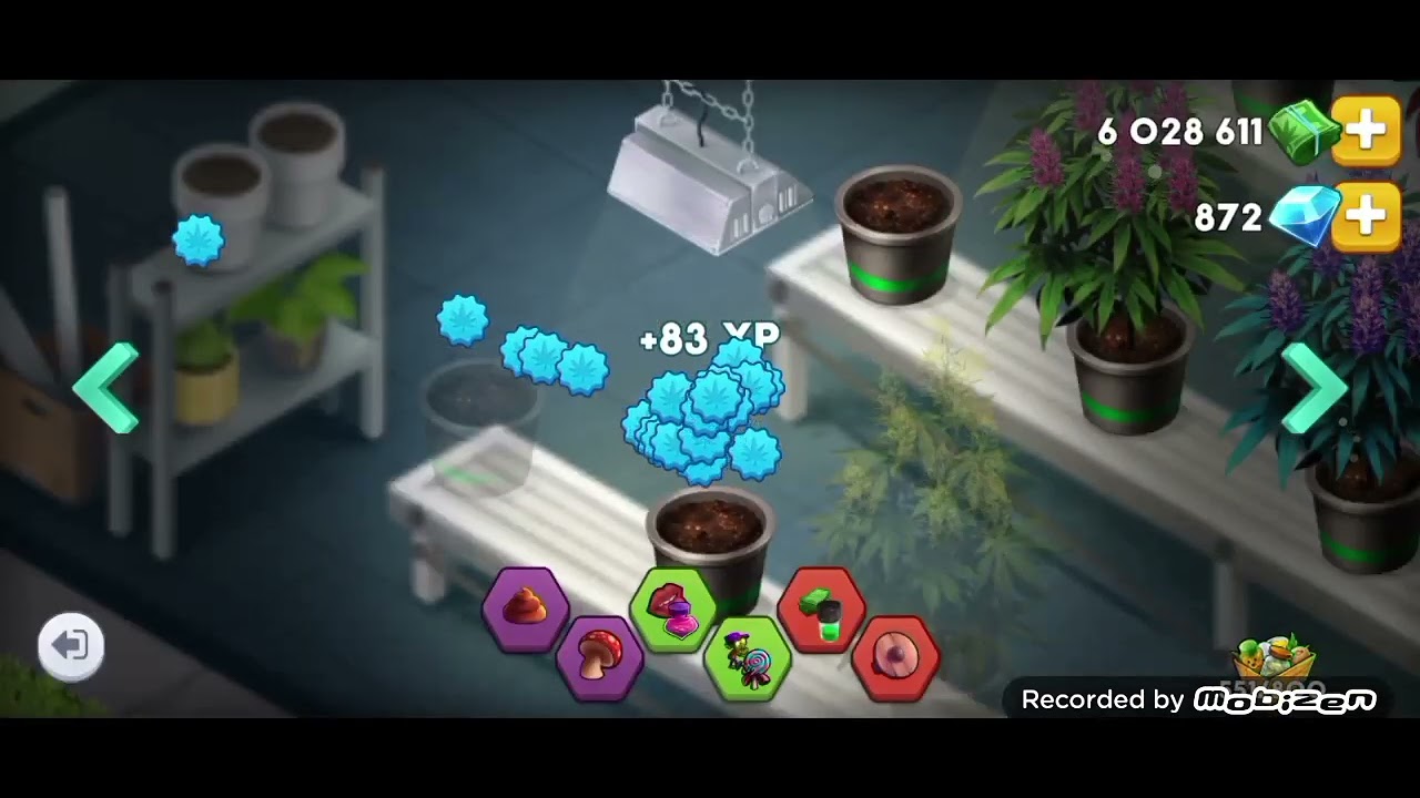 Hempire lvl 75. my daily routine for success