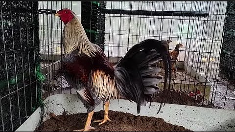 Xám chuối Mỹ 75 vip Tha.nh l.ý cho làm giống 0906445395 | chuồng gà nhỏ 