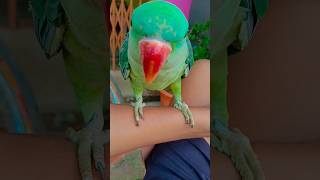 billi kaise BULATI HAIN #parrot #nonstoptalkingparrot #talkingparot #azharparrot #birds