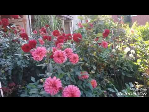 Георгины ..цветы моего брата и его жены...