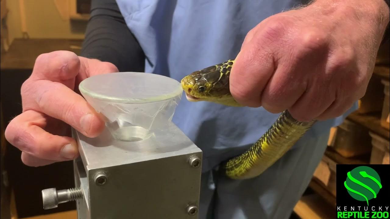Third most toxic cobra venom extraction youtube