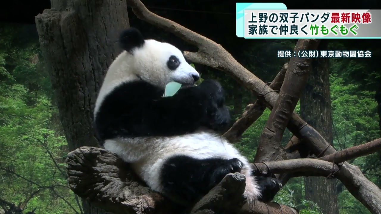 双子パンダが成長…仲良く竹を頬張る姿も 上野動物園 - YouTube