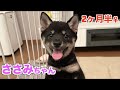 初めまして!豆柴の"ささみ"です!!生後2ヶ月半の女の子です!!