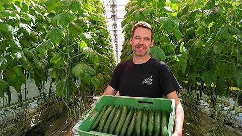 Hortiherttua, Finland - Increasing PPFD on the Vertical Face of Vine Crops With no Extra Energy Use