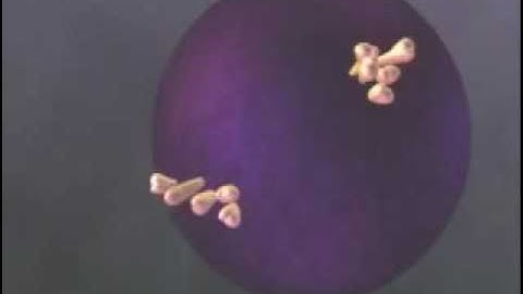 Complement Proteins Animation
