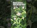 수목원 모닝루틴/아침/오산/물향기/나비/자연관찰/야생화/자연의신비/나는 자연인이다/예배/교회