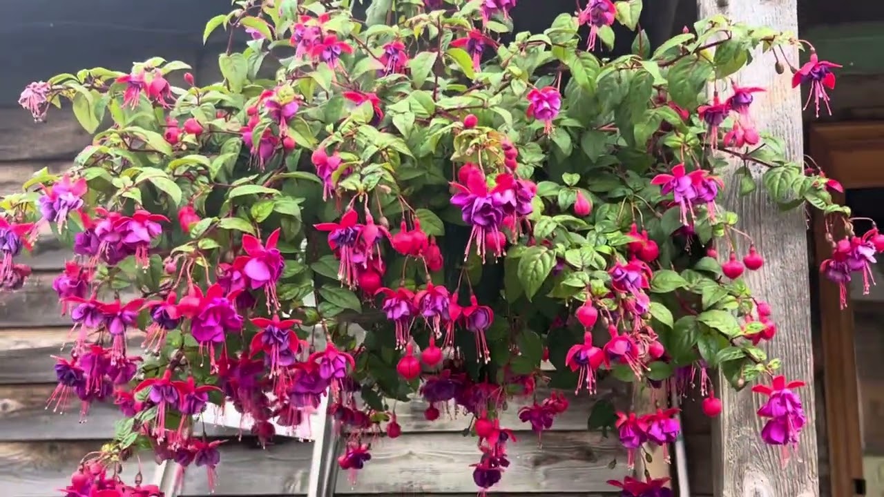 My dying orchid and things that need planting