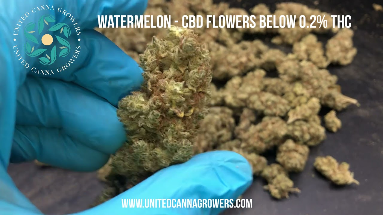 watermelon CBD - Below 0.2% THC - High quality CBD flowers