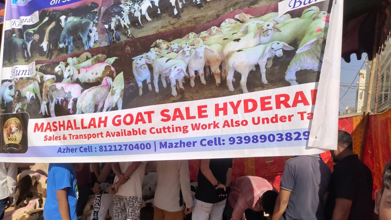 mashallah goat azhar bhai laye reasonable me sheep ka collection at