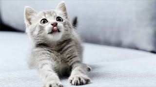 Cute cat the kitten meows Too cute