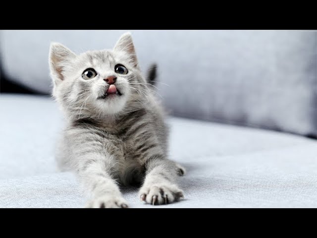 Cute cat the kitten meows Too cute class=