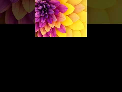 Vidéo : Découvrez la Beauté Éphémère des Pensées Printanières!
