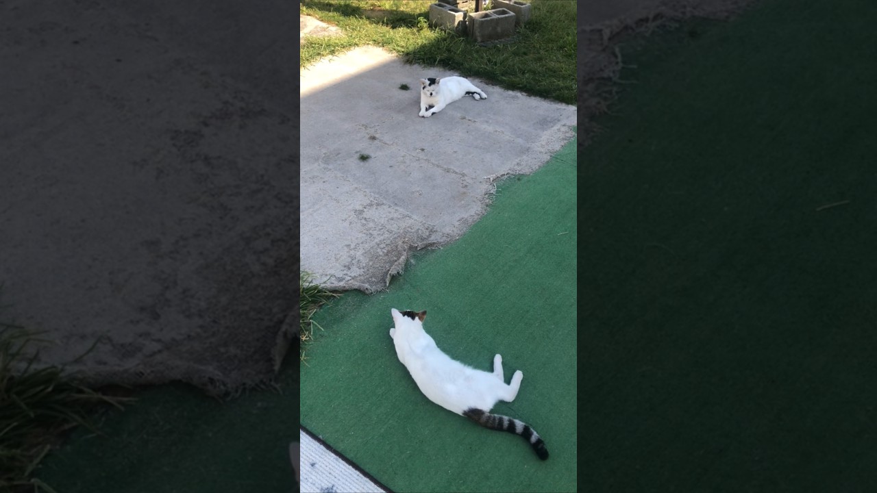 The Commander Kitten And The Silent Knight On Double Duty Patrol!!