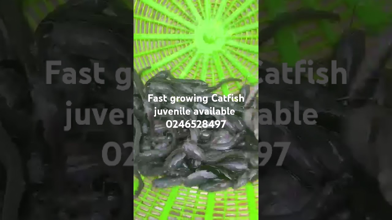 Fast Growing Catfish Juveniles