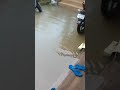 bhari barish ke Karan Himachal ke nagrota ke hatwash ke gharon tk Pani AA gya